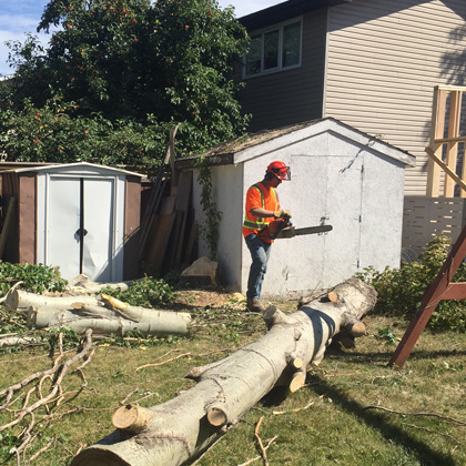 hang loose tree service