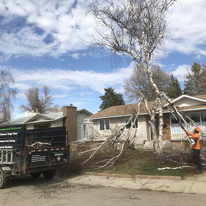 hang loose tree service