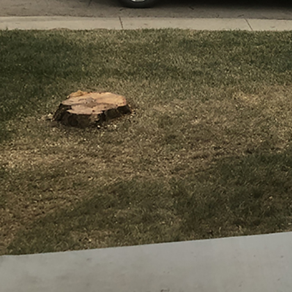 hang loose tree service