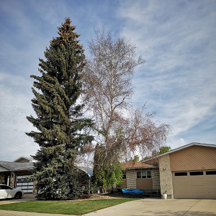 hang loose tree service