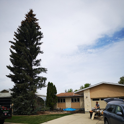 hang loose tree service