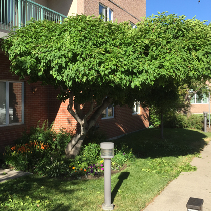 hang loose tree service