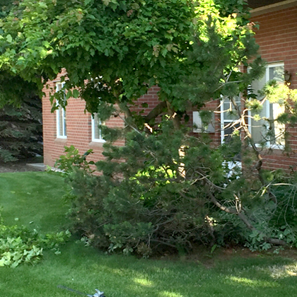 hang loose tree service