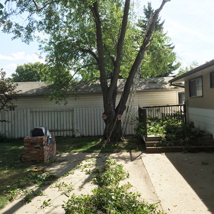 hang loose tree service