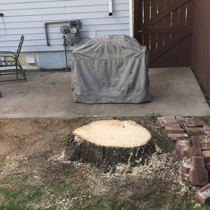 hang loose tree service