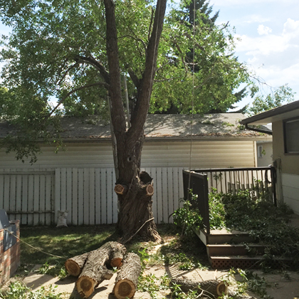 hang loose tree service