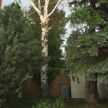 hang loose tree service