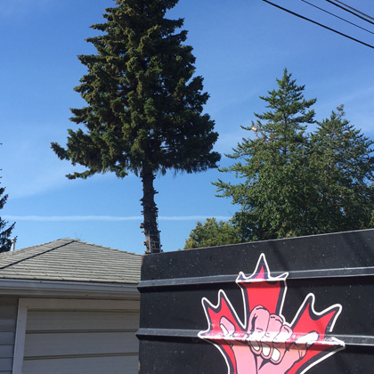 hang loose tree service