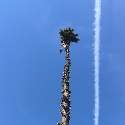 hang loose tree service