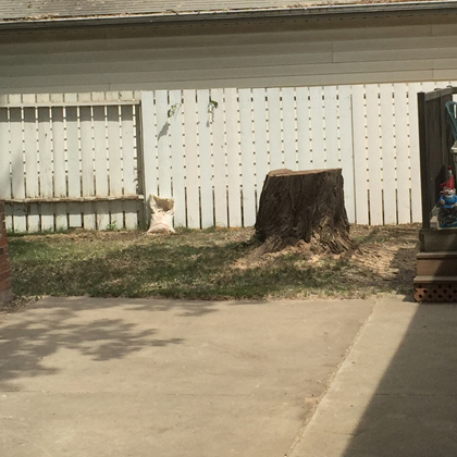 hang loose tree service