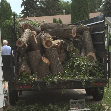 hang loose tree service